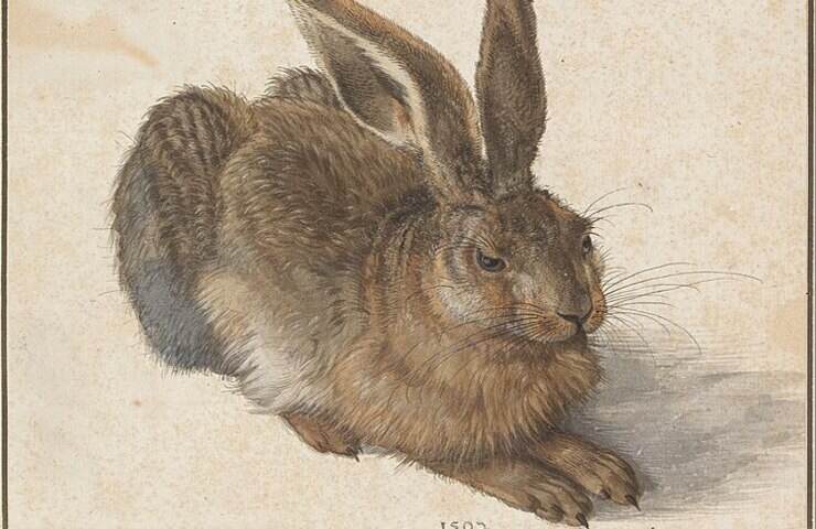 Lepre, Albrecht Dürer