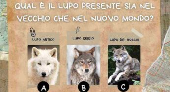 Attenti al lupo: quale di questi lo trovi in tutto il mondo?