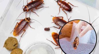 Blatte, finalmente trovato il rimedio per dirle addio: la tua vita sta per prendere una nuova piega